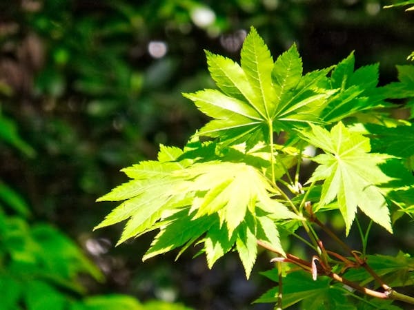 オオモミジの葉や木の特徴 育て方 普段の手入れや剪定方法も徹底解説 ミツモア