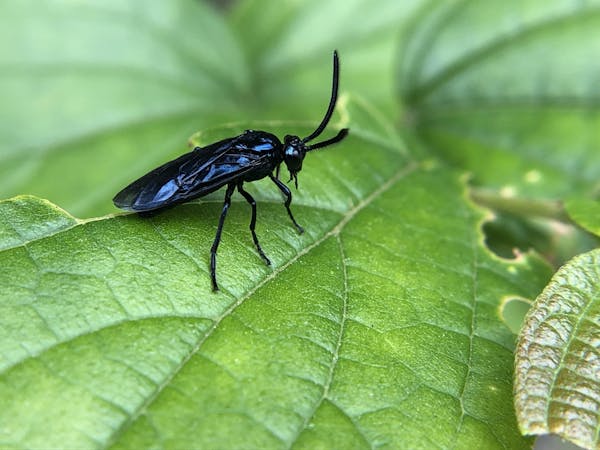 植物に付く害虫の種類 農家 ガーデニングで要注意な虫の予防法 画像あり ミツモア 植物に付く害虫の種類 農家 ガーデニングで要注意な虫の予防法 画像あり ミツモア