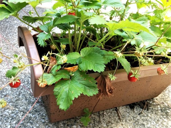 ワイルドストロベリーの育て方 室内での栽培や剪定方法 知っておくべき注意点を解説 ミツモア ワイルドストロベリーの育て方 室内での栽培や剪定方法 知っておくべき注意点を解説 ミツモア