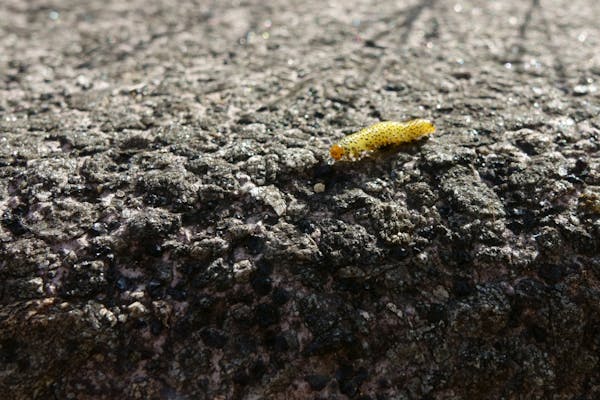 植物に付く害虫の種類 農家 ガーデニングで要注意な虫の予防法 画像あり ミツモア 植物に付く害虫の種類 農家 ガーデニングで要注意な虫の予防法 画像あり ミツモア