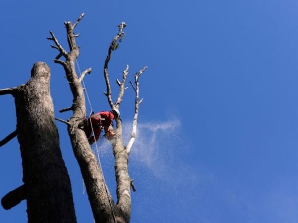 大木の伐採を依頼する費用はいくら 相場や作業ごとの内訳 安く抑える方法を徹底解説 大木の伐採を依頼する費用はいくら 相場や作業ごとの内訳 安く抑える方法を徹底解説