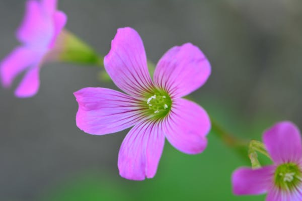 ムラサキカタバミの花のアップ写真