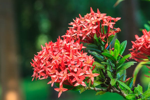 コッキネアの花