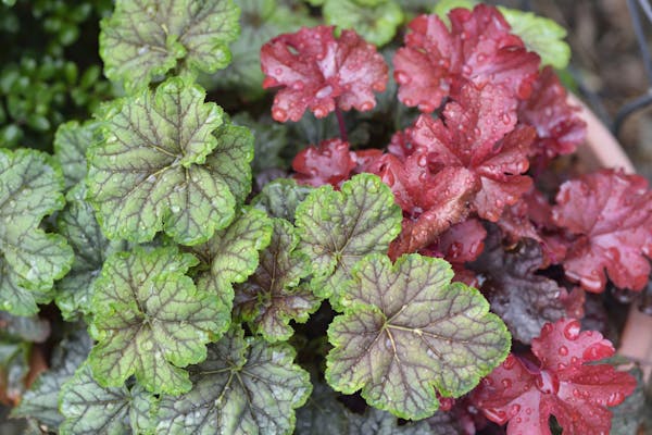 毎年花咲く宿根草を庭や花壇で楽しもう おすすめ品種や育て方の3つのコツも紹介 ミツモア 毎年花咲く宿根草を庭や花壇で楽しもう おすすめ品種や育て方の3つのコツも紹介 ミツモア