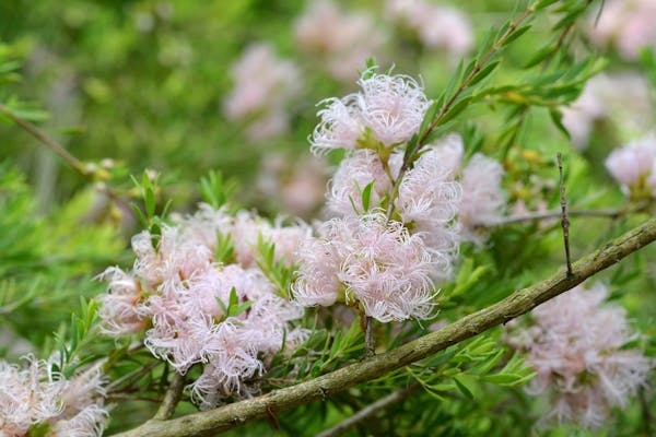 メラレウカとはどんな植物 特徴やおすすめ品種 育て方も紹介 ミツモア メラレウカとはどんな植物 特徴やおすすめ品種 育て方も紹介 ミツモア