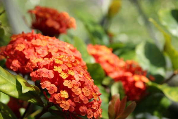 サンタンカとはどんな花 花言葉や人気の種類 育て方を解説 ミツモア サンタンカとはどんな花 花言葉や人気の種類 育て方を解説 ミツモア