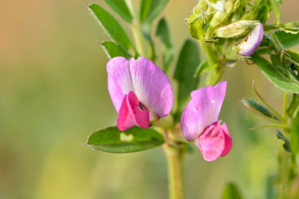 食べられる雑草カラスノエンドウ 特徴やおすすめレシピ 育て方を解説 ミツモア 食べられる雑草カラスノエンドウ 特徴やおすすめレシピ 育て方を解説 ミツモア