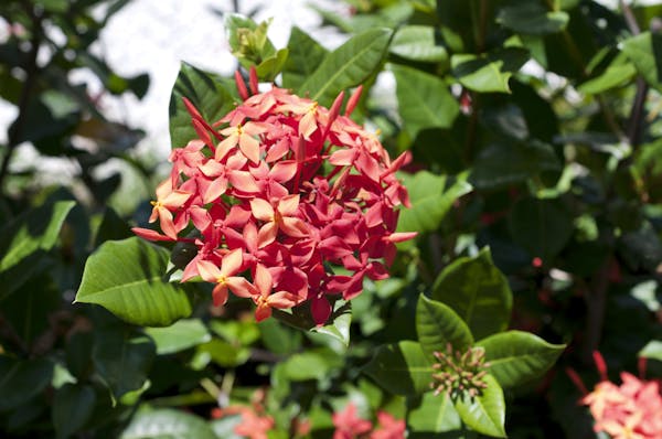 サンタンカとはどんな花 花言葉や人気の種類 育て方を解説 ミツモア サンタンカとはどんな花 花言葉や人気の種類 育て方を解説 ミツモア