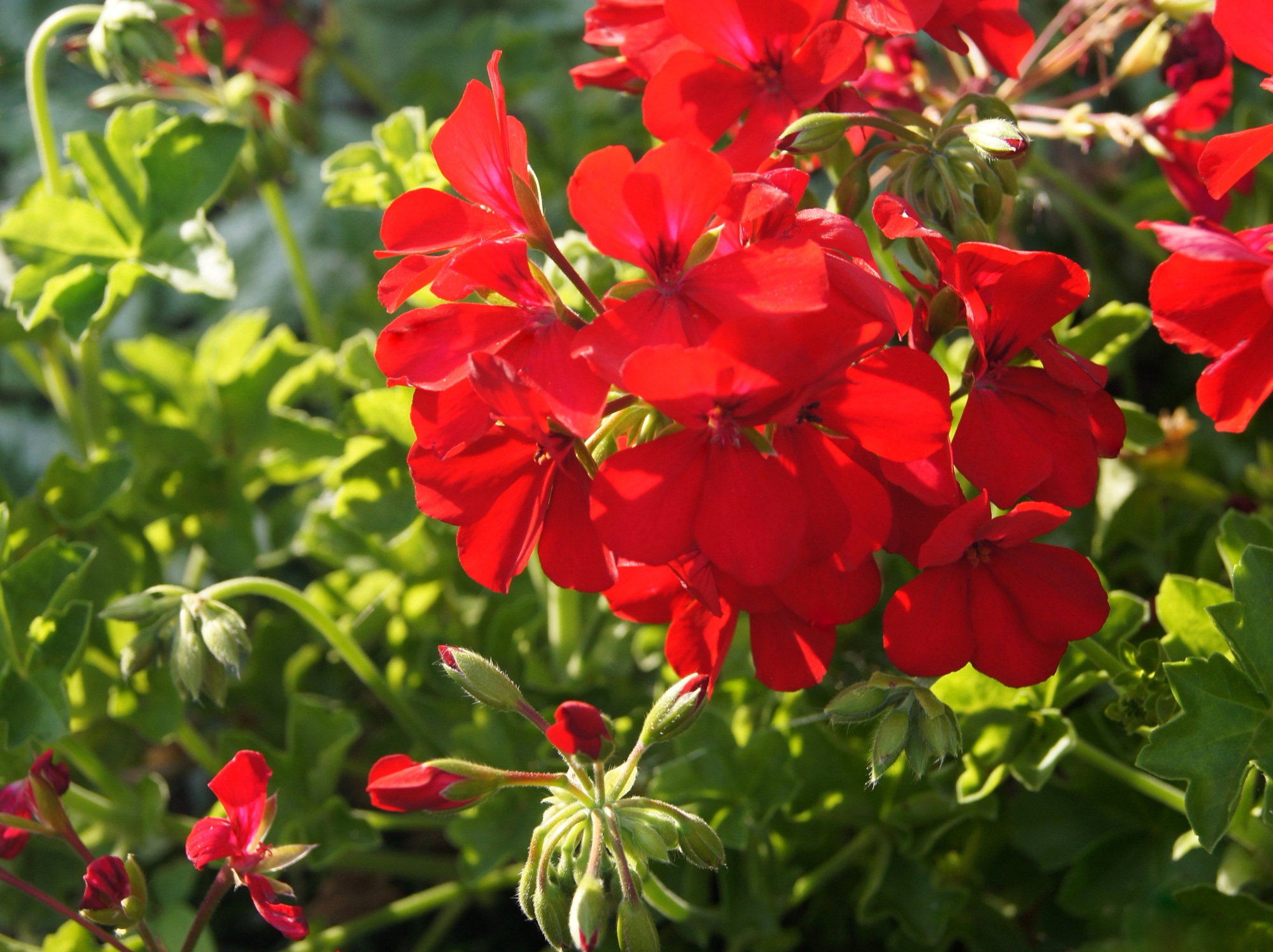 ゼラニウムで窓辺を華やかに 育て方のポイントや管理方法を解説