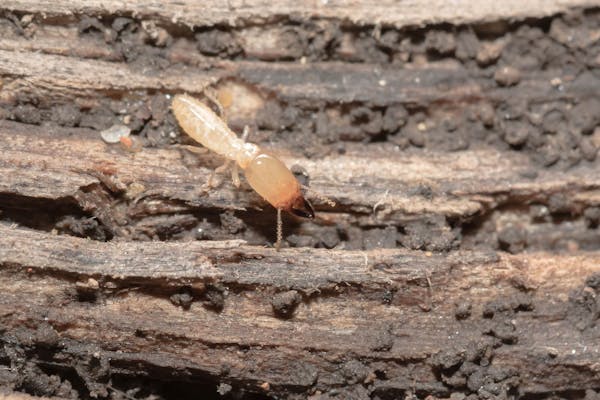 畳に発生する虫の種類と 駆除方法は 繁殖する原因をおさえてしっかり予防しよう 畳に発生する虫の種類と 駆除方法は 繁殖する原因をおさえてしっかり予防しよう