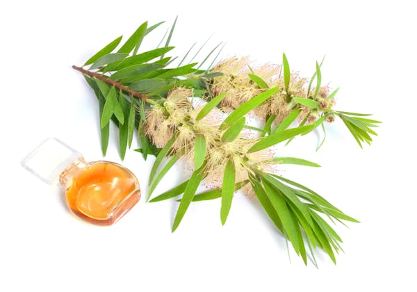 メラレウカとはどんな植物 特徴やおすすめ品種 育て方も紹介 ミツモア メラレウカとはどんな植物 特徴やおすすめ品種 育て方も紹介 ミツモア