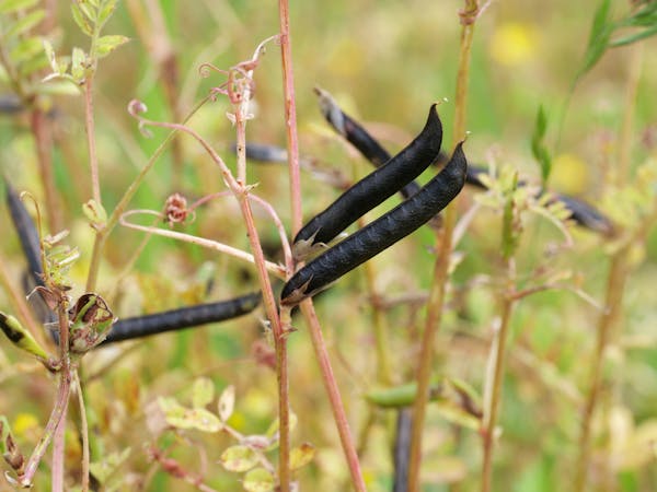 食べられる雑草カラスノエンドウ 特徴やおすすめレシピ 育て方を解説 ミツモア 食べられる雑草カラスノエンドウ 特徴やおすすめレシピ 育て方を解説 ミツモア