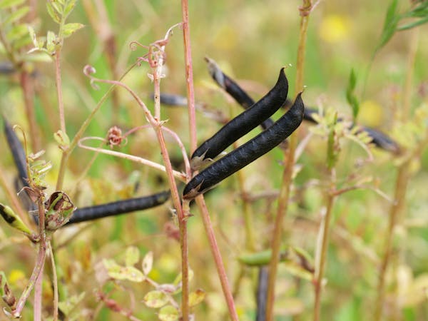 熟して真っ黒になったカラスノエンドウの実