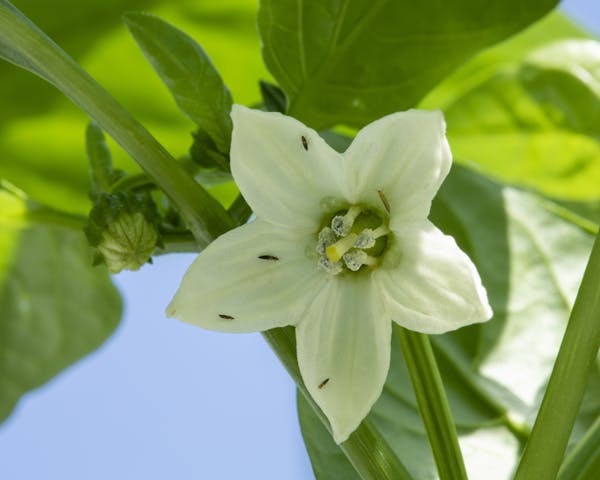 植物に付く害虫の種類 農家 ガーデニングで要注意な虫の予防法 画像あり ミツモア 植物に付く害虫の種類 農家 ガーデニングで要注意な虫の予防法 画像あり ミツモア
