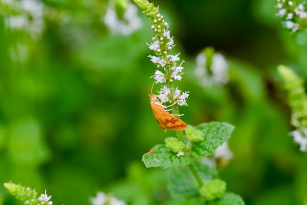 植物に付く害虫の種類 農家 ガーデニングで要注意な虫の予防法 画像あり ミツモア 植物に付く害虫の種類 農家 ガーデニングで要注意な虫の予防法 画像あり ミツモア
