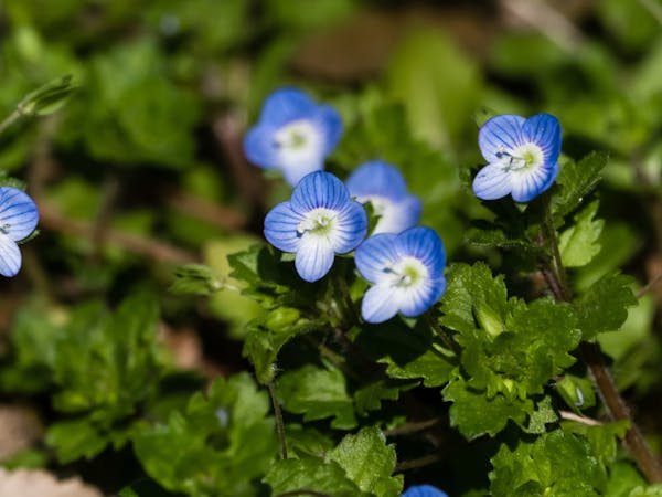 オオイヌノフグリの花