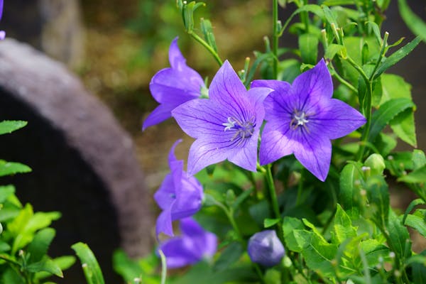毎年花咲く宿根草を庭や花壇で楽しもう おすすめ品種や育て方の3つのコツも紹介 ミツモア 毎年花咲く宿根草を庭や花壇で楽しもう おすすめ品種や育て方の3つのコツも紹介 ミツモア