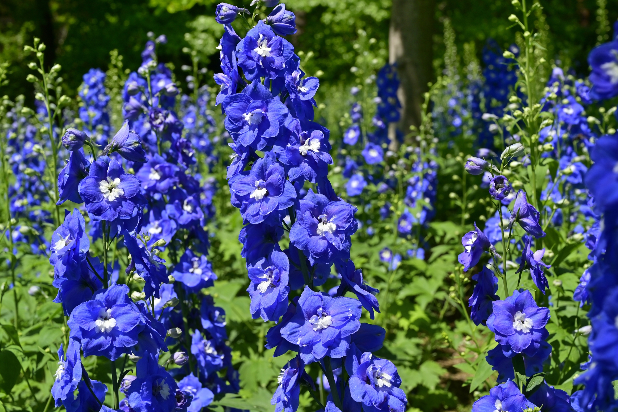 初夏の花デルフィニウムの品種や育て方！種まきや苗の植え付け方を解説