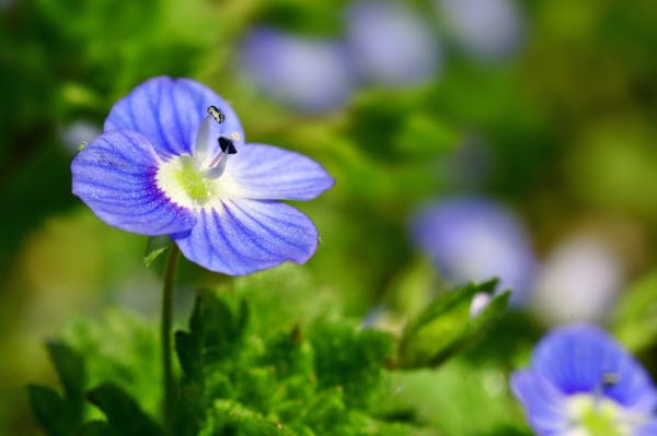 オオイヌノフグリの花