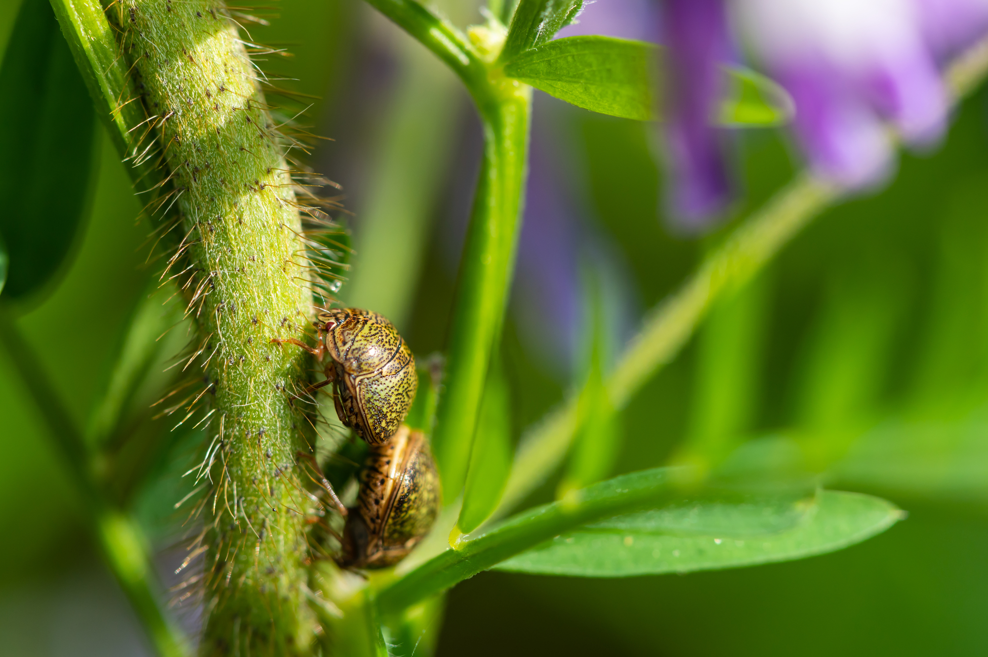 カメムシ駆除 予防の対策方法を解説 洗濯物につく理由や 悪臭の原因を知っておこう おすすめ殺虫剤は ミツモア