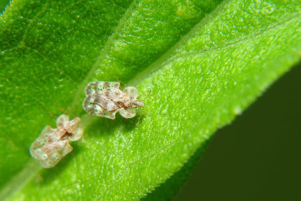 植物に付く害虫の種類 農家 ガーデニングで要注意な虫の予防法 画像あり ミツモア 植物に付く害虫の種類 農家 ガーデニングで要注意な虫の予防法 画像あり ミツモア