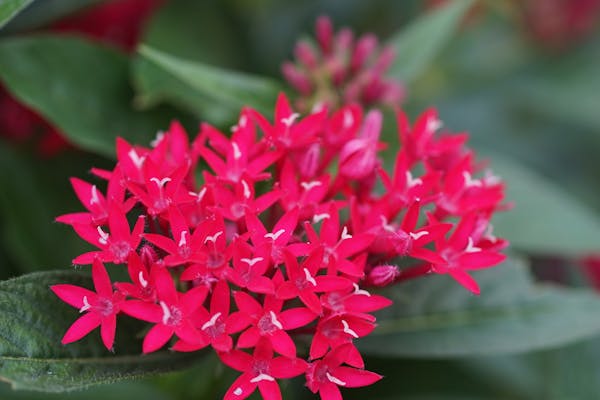 サンタンカとはどんな花 花言葉や人気の種類 育て方を解説 ミツモア サンタンカとはどんな花 花言葉や人気の種類 育て方を解説 ミツモア