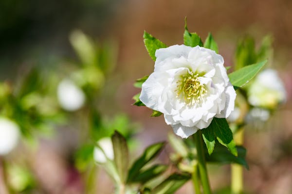 クリスマスローズの育て方 綺麗な花を咲かせる管理方法や注意点を解説 ミツモア クリスマスローズの育て方 綺麗な花を咲かせる管理方法や注意点を解説 ミツモア