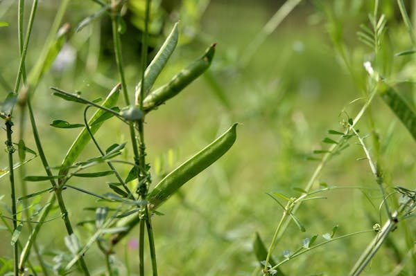 食べられる雑草カラスノエンドウ 特徴やおすすめレシピ 育て方を解説 ミツモア 食べられる雑草カラスノエンドウ 特徴やおすすめレシピ 育て方を解説 ミツモア