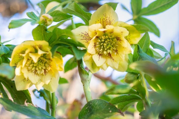 クリスマスローズの育て方 綺麗な花を咲かせる管理方法や注意点を解説 ミツモア クリスマスローズの育て方 綺麗な花を咲かせる管理方法や注意点を解説 ミツモア