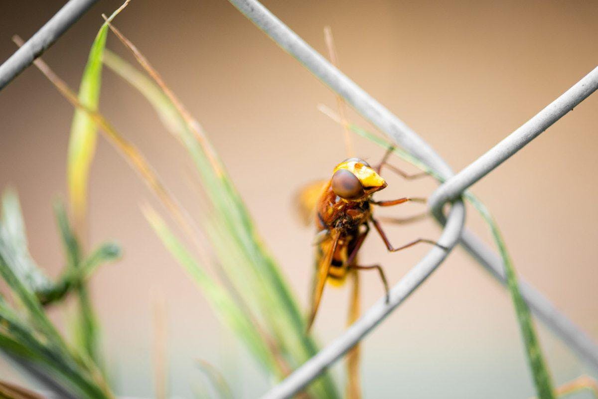 キイロスズメバチの巣の特徴 見つけた時の注意点と駆除方法を解説 ミツモア