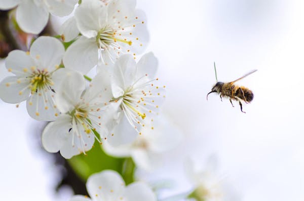 小さい蜂の種類は 刺されないための対策と巣の駆除方法を紹介 ミツモア 小さい蜂の種類は 刺されないための対策と巣の駆除方法を紹介 ミツモア