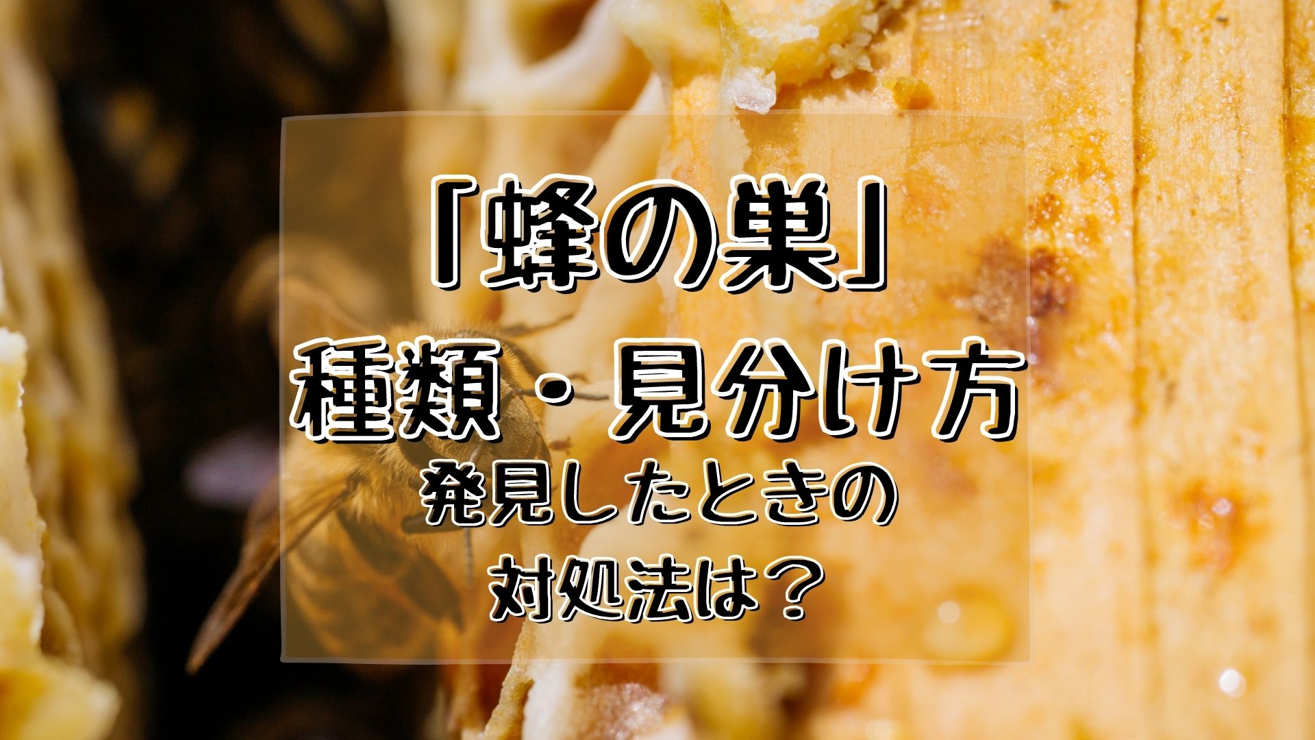 蜂の巣の種類と見分け方！形状をみて一目で危険性を判断できます【発見したときの対処法は？】