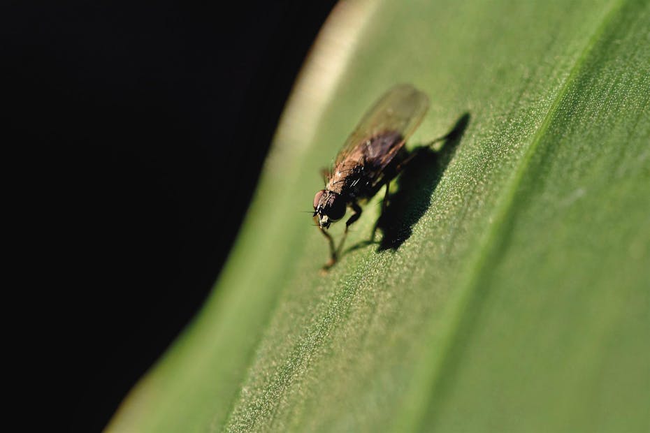 家に出る虫の種類一覧 被害別の虫と見つけたときの対策方法を解説