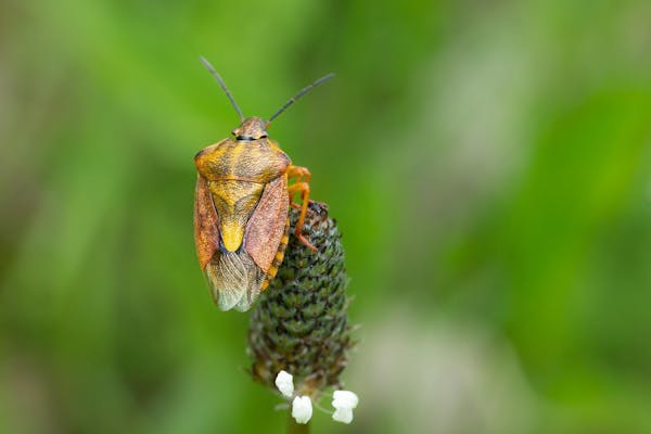 家に出る虫の種類一覧 被害別の虫と見つけたときの対策方法を解説 ミツモア 家に出る虫の種類一覧 被害別の虫と見つけたときの対策方法を解説 ミツモア