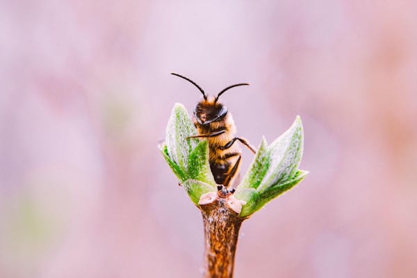 小さい蜂の種類は 刺されないための対策と巣の駆除方法を紹介 ミツモア 小さい蜂の種類は 刺されないための対策と巣の駆除方法を紹介 ミツモア