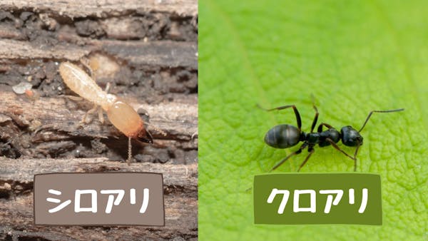 家に羽アリが大量発生する原因と対処法 巣が作られやすい条件を知って予防 駆除しよう ミツモア 家に羽アリが大量発生する原因と対処法 巣が作られやすい条件を知って予防 駆除しよう ミツモア
