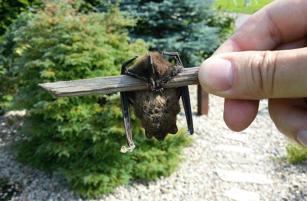 コウモリ撃退には何が効果的 生態やおすすめの対処策を解説 コウモリ撃退には何が効果的 生態やおすすめの対処策を解説