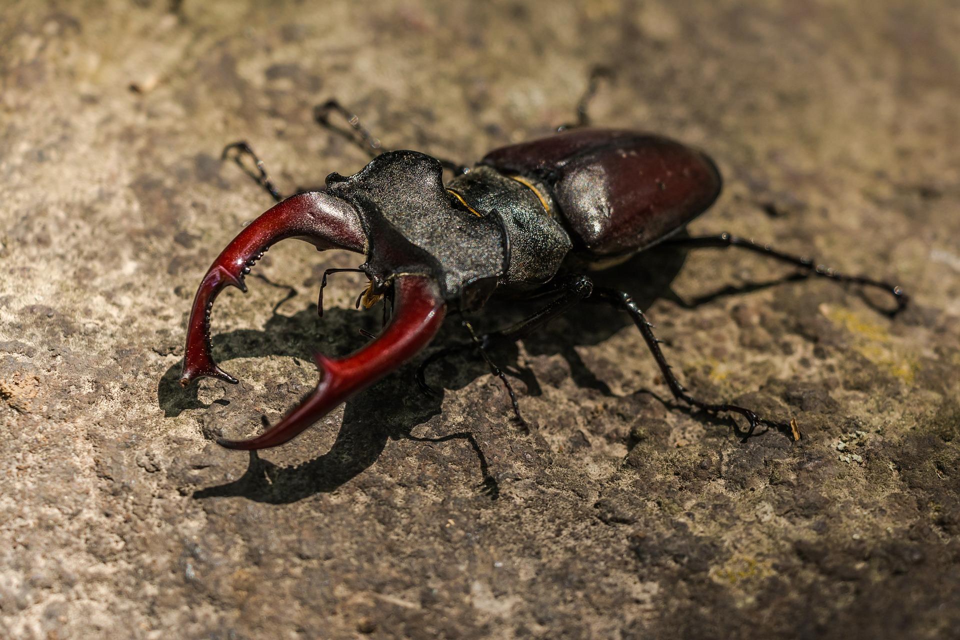 クワガタにダニが付いている！ダニの正体や影響、対策を解説