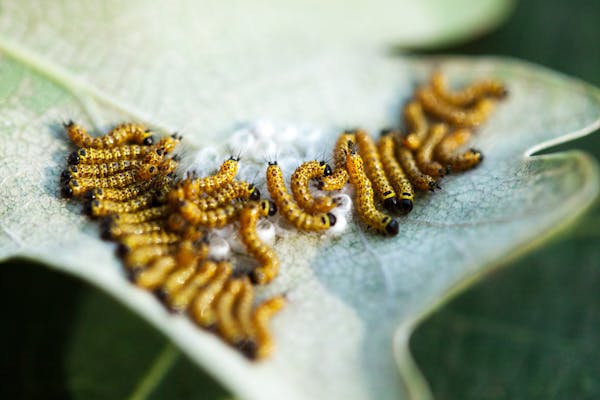 毛虫の駆除方法 自分でも簡単 安全に駆除する手順と注意点を解説 毒に注意 ミツモア