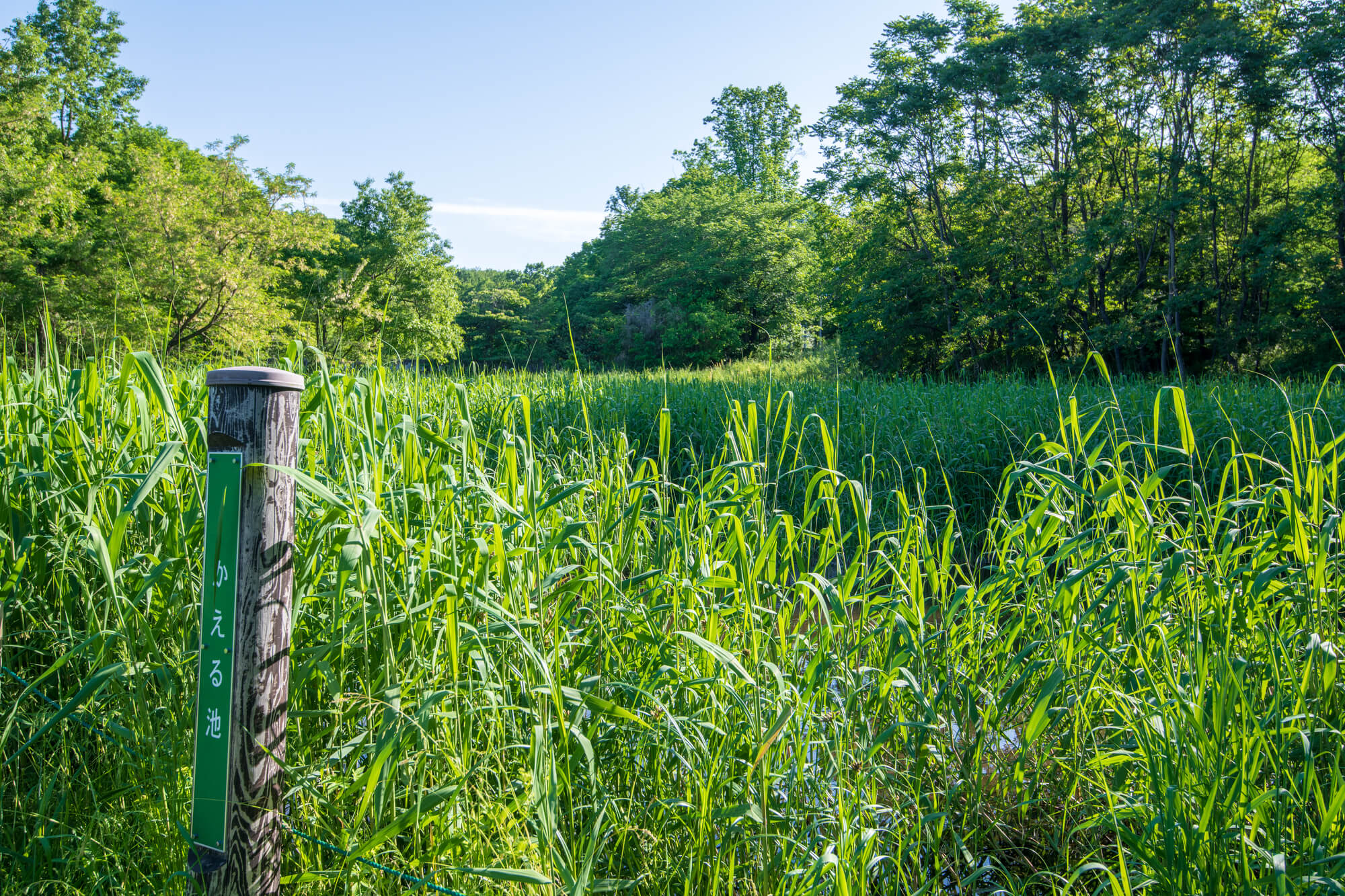 家に羽アリが大量発生する原因と対処法 巣が作られやすい条件を知って予防 駆除しよう ミツモア