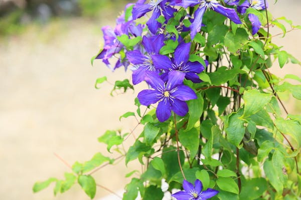 つる植物の種類 おすすめ一覧 常緑や花が綺麗なものは 伸び方の特徴や選び方も紹介 ミツモア