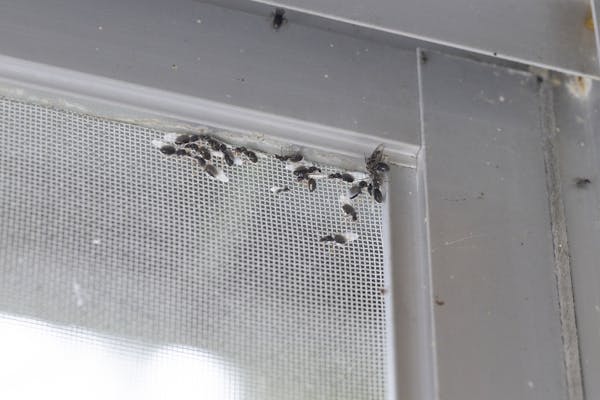 自分でできる羽アリの駆除方法 見つけたらすぐやるべき対策 ただし応急処置です ミツモア 自分でできる羽アリの駆除方法 見つけたらすぐやるべき対策 ただし応急処置です ミツモア