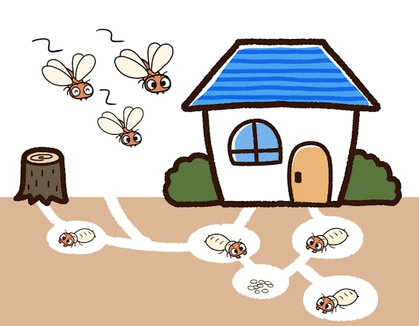 家に羽アリが大量発生する原因と対処法 巣が作られやすい条件を知って予防 駆除しよう ミツモア 家に羽アリが大量発生する原因と対処法 巣が作られやすい条件を知って予防 駆除しよう ミツモア