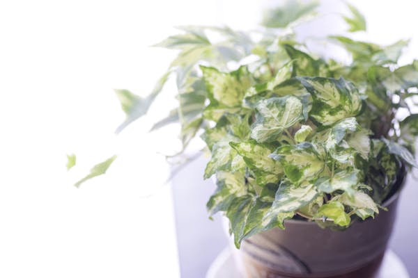つる植物の種類 おすすめ一覧 常緑や花が綺麗なものは 伸び方の特徴や選び方も紹介 ミツモア つる植物の種類 おすすめ一覧 常緑や花が綺麗なものは 伸び方の特徴や選び方も紹介 ミツモア