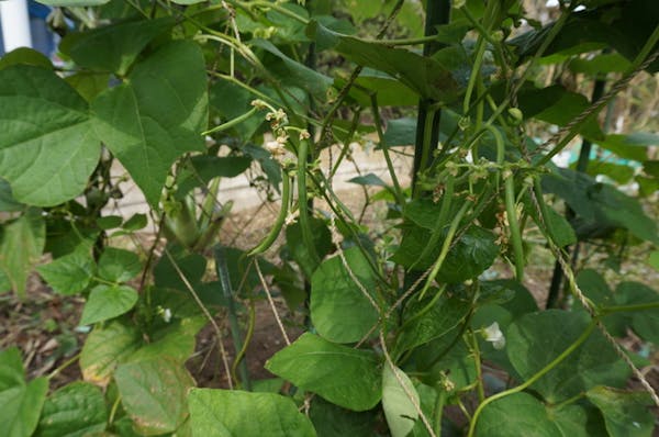 つる植物の種類 おすすめ一覧 常緑や花が綺麗なものは 伸び方の特徴や選び方も紹介 ミツモア つる植物の種類 おすすめ一覧 常緑や花が綺麗なものは 伸び方の特徴や選び方も紹介 ミツモア