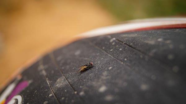 家に出る虫の種類一覧 被害別の虫と見つけたときの対策方法を解説 ミツモア 家に出る虫の種類一覧 被害別の虫と見つけたときの対策方法を解説 ミツモア