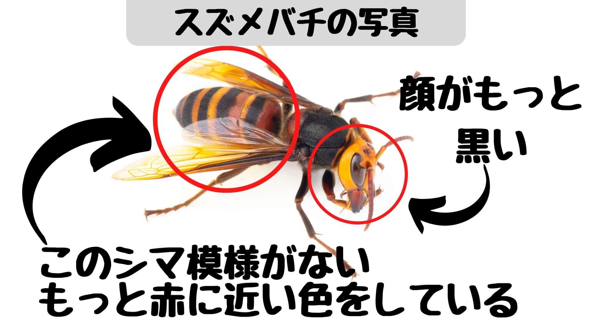 ツマアカスズメバチの特徴や被害は 特定外来生物の危険性と 見つけたときの対処法 ミツモア