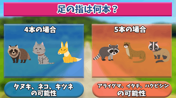 これはタヌキの足跡 大きさや形をもとにした判断方法 他の動物との比較や見分け方も ミツモア これはタヌキの足跡 大きさや形をもとにした判断方法 他の動物との比較や見分け方も ミツモア