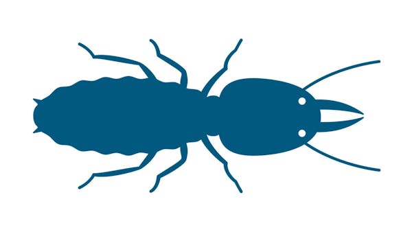 畳に発生する虫の種類と 駆除方法は 繁殖する原因をおさえてしっかり予防しよう 畳に発生する虫の種類と 駆除方法は 繁殖する原因をおさえてしっかり予防しよう