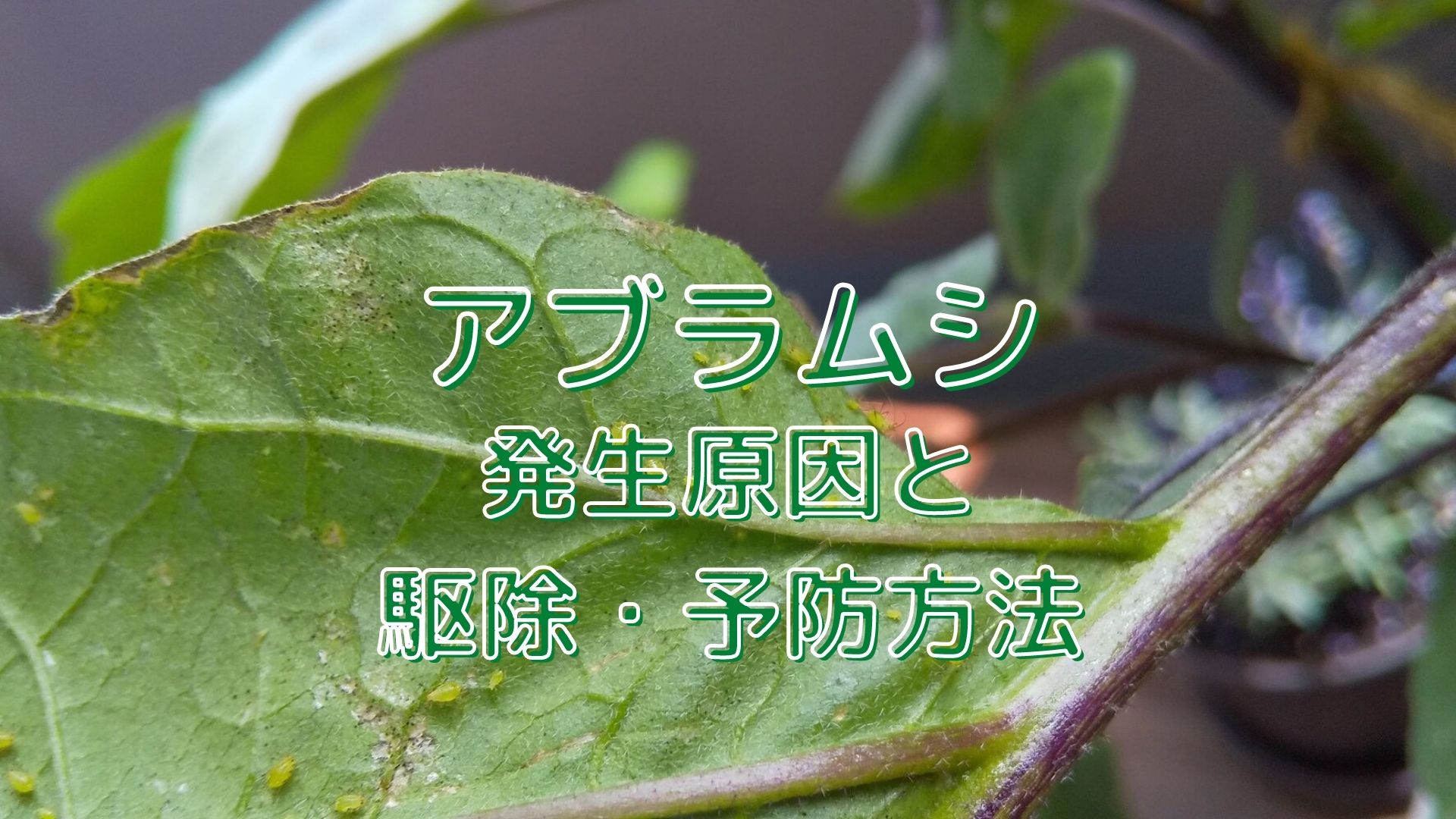 アブラムシの発生原因と駆除方法、予防方法を解説【無農薬でも対策 